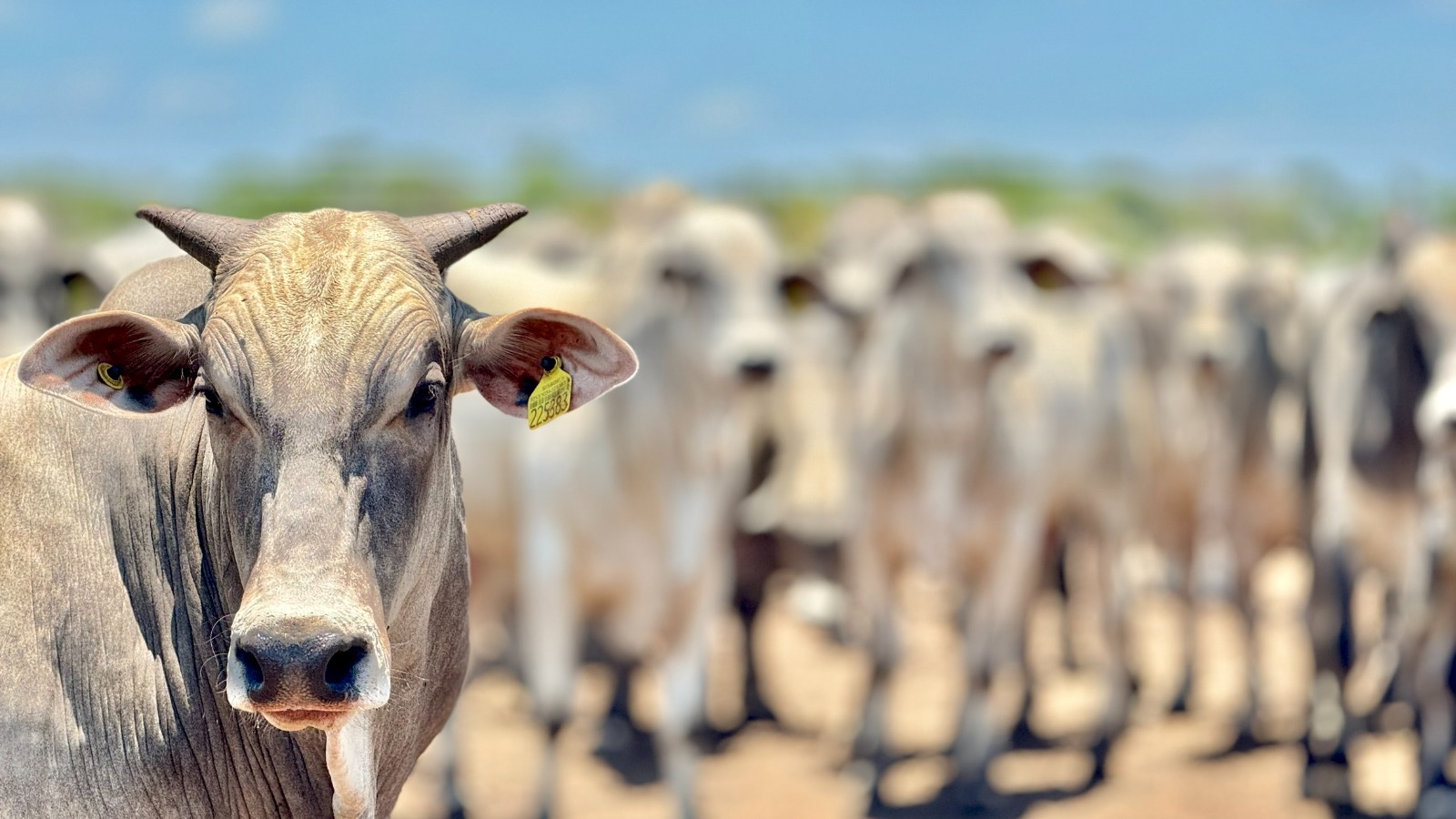 Rebanho bovino cai 3,68% em Mato Grosso mas liderança nacional é mantida