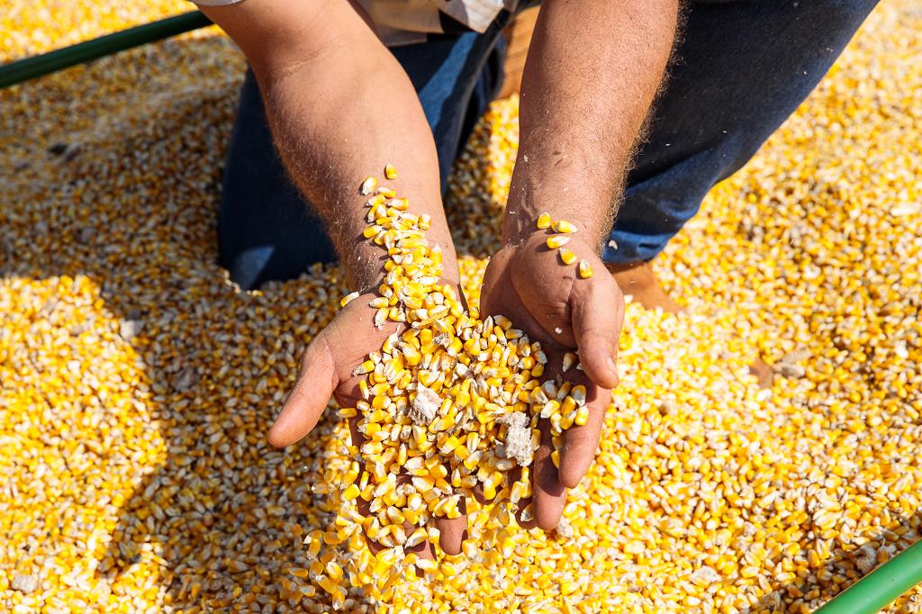 Safra de milho em Mato Grosso deve atingir 53 milhões de toneladas