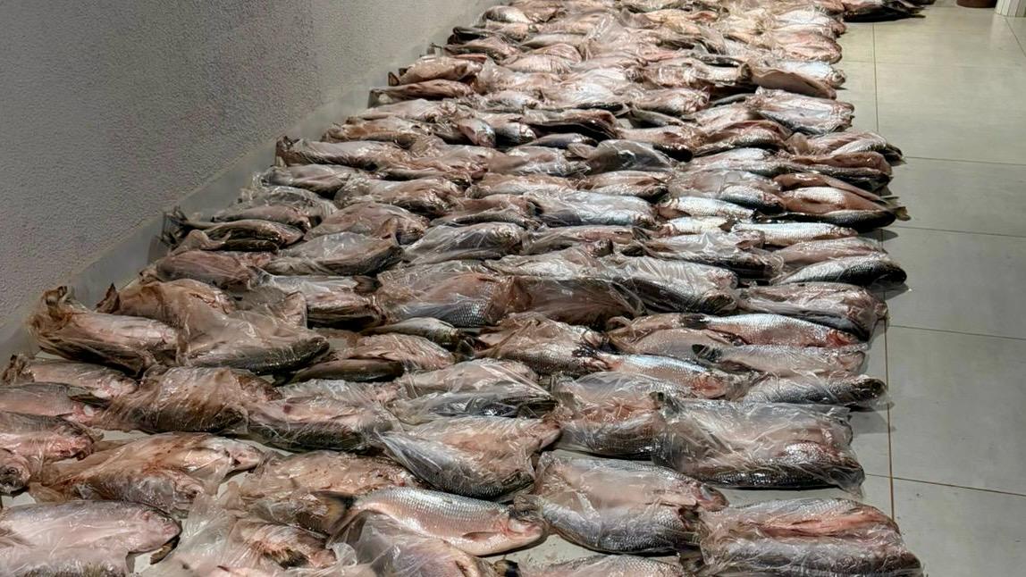 Sema apreende 1,1 t de matrinchã e prende dois em MT