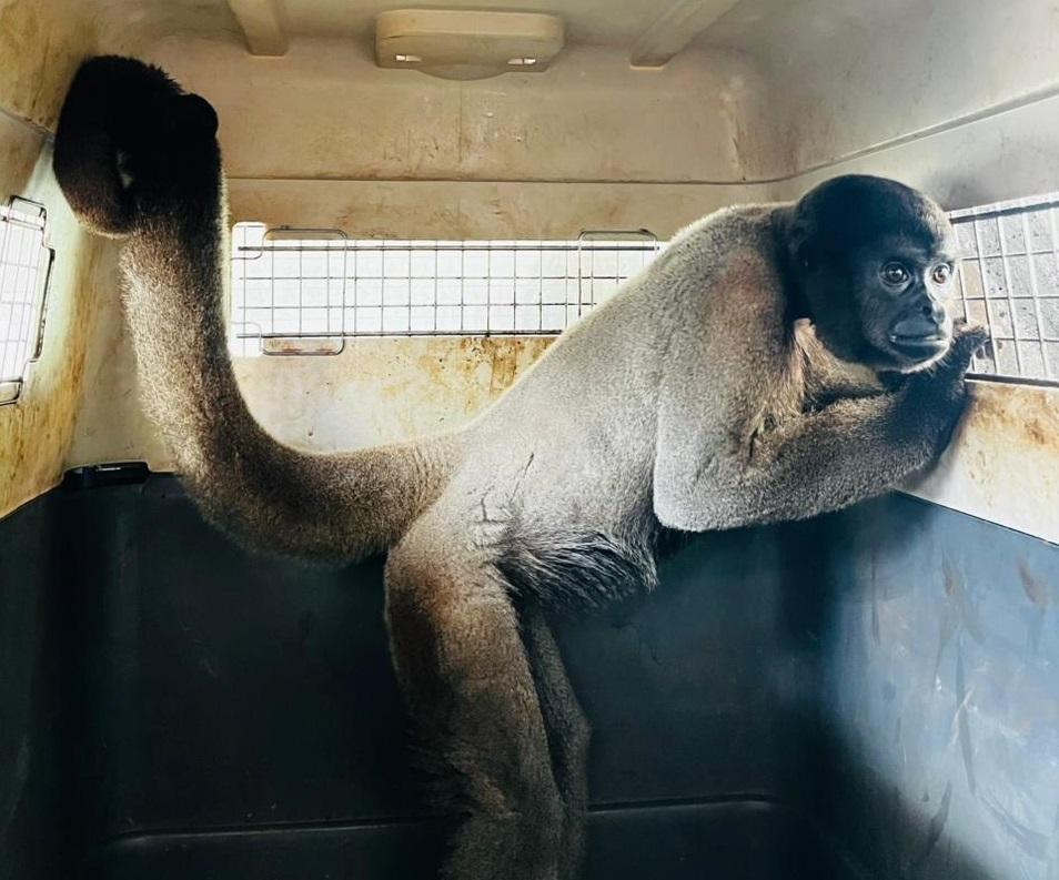 Sema transfere animais raros de MT para santuário