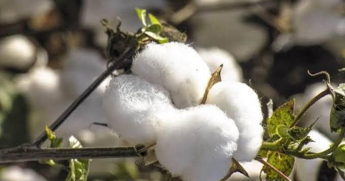 Soja e algodão movimentam a transição de safras em MT