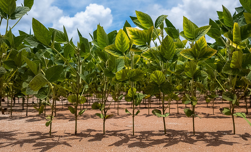 Soja em Mato Grosso: plantio da safra 26/27 supera 50% da área