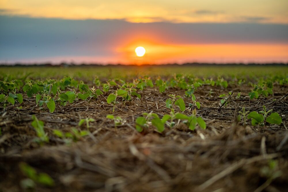 Super El Niño acende alerta e exige planejamento antecipado em Mato Grosso