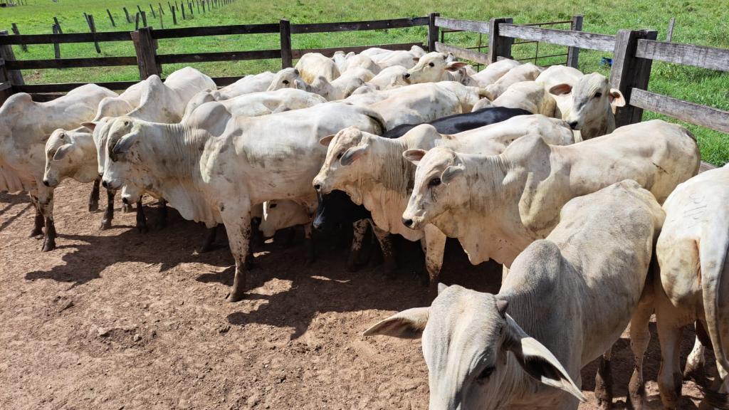 Suspeito de liderar furto de gado em Dom Aquino é preso