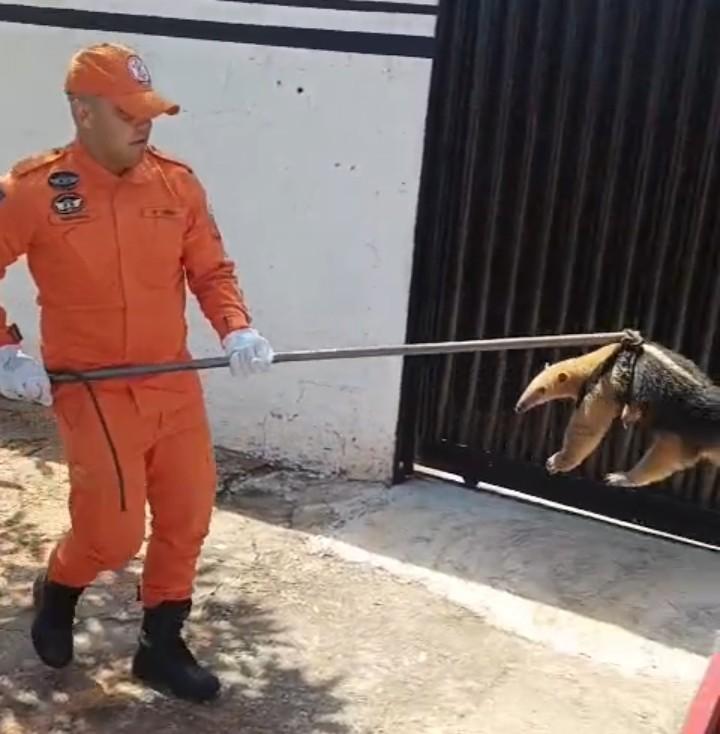 Tamanduá-mirim é resgatado em Poxoréu pelos bombeiros