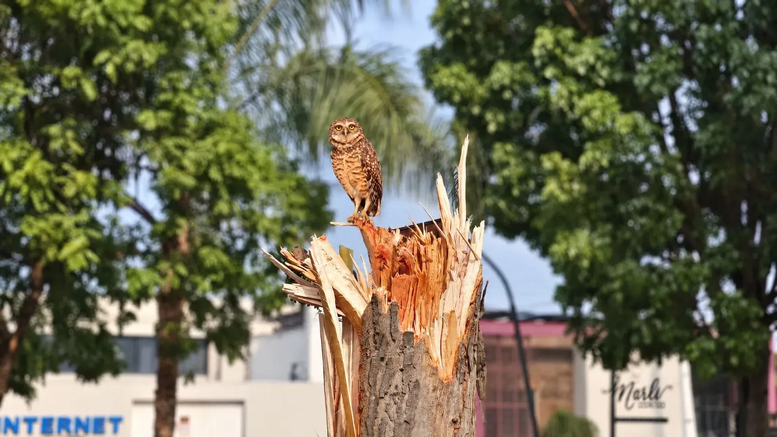 Temporal em Água Boa MT derruba árvores e estraga telhados