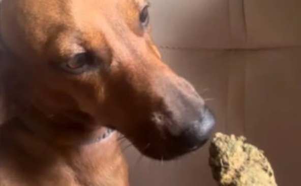 Tutora é presa em Sorriso após dar maconha para cachorro