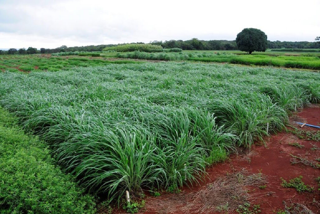 Uso de forrageiras eleva produtividade agrícola em Confresa